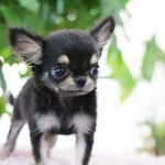 장모치와와 분양합니다 | 안전한 중고나라, NO.1 직거래 번개장터 장모치와와 분양합니다 | 번개장터