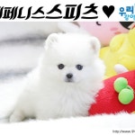 심쿵^^스피츠 분양해요 핵졸귀! | 안전한 중고나라, NO.1 직거래 번개장터 심쿵^^스피츠 분양해요 핵졸귀! | 번개장터