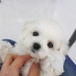 가정견말티즈분양 | 안전한 중고나라, NO.1 직거래 번개장터 가정견말티즈분양 | 번개장터