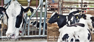 텐바이텐 10X10 : 또나따목장의 나만 먹고 싶은-스트링치즈-