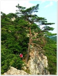 경북문경 황장산(2) > 테마산행