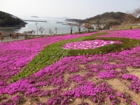 ◐ 5월 1일 축제의 섬 “청산도” 보적산 슬로시티 섬 트레킹 관광 > 솔바람산악
