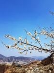 쫏삐산& 광양매화마을 > 테마산행