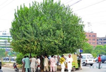 Trees of Pakistan - Pakistan - DAWN.COM Trees of Pakistan