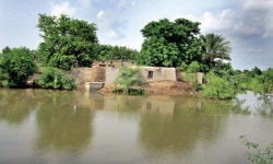 In homegrown innovation, Sehar village rises above flood woes - Pakistan - DAWN.COM In homegrown innovation, Sehar village rises... 