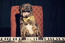 These Nashville Families Have One Thing In Common: They Really Love Their Pit Bulls | HuffPost These Families Have One Thing In... 