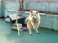 오늘의유머 - [펌] 오늘 데려온 멍멍이 못키울 것 같아요. (웃김) [펌] 오늘 데려온 멍멍이 못키울 것 같아요. (웃김)