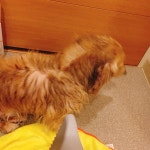 WANT - 미나 강아지 너무 귀여워