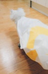 외방커뮤니티 > 애완동물 > 이마트 배달 왔습니다.jpg