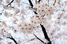 외방커뮤니티 > 사진방 > 학교 앞 벚꽃은 (한장주의)