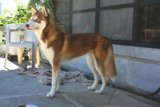 외방커뮤니티 > 애완동물 > 한국총각이랑 러시아처녀를 데리고 살고있다네 (스압有)