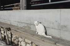 외방커뮤니티 > 사진방 > 양떼목장에서 만난 고양이