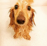 WANT - 미나 강아지 너무 귀여워