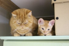 WANT - 안녕 고양이 키우는 집사 완쓰야 이 것도 보고가