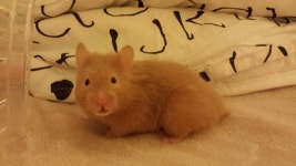 오늘의유머 -  뀨뀨!! 미스라떼!  뀨뀨!! 미스라떼!