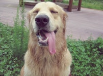 외방커뮤니티 > 애완동물 > 개린이의 여름방학(2) (스압)