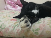 외방커뮤니티 > 애완동물 > 우리 고양이 움짤 보고가 有