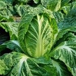 종합쇼핑몰 | LATELY(레이틀리)