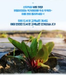 LATELY(레이틀리) [레이틀리] [베리굿팜] 레드비트 생과 10kg