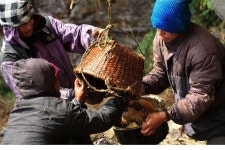 목숨~걸고서~((석청))~따는~사람~들~~!! | 깔깔유머방 | 커뮤니티 - 팍스넷 증권포털