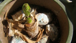 문주란의 부활 | 네이트 판