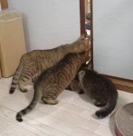 신혼부부가 고양이 키우면 생기는 일 | 유머 게시판 | 루리웹 모바일