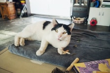 상전.... | 반려동물 갤러리 | 루리웹 모바일