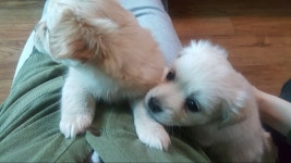 우리집 똥강아지 사진 | 유머 게시판 | 		루리웹 우리집 똥강아지 사진 | 유머 게시판 | 루리웹