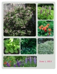 tinpinss blog - Garden.org