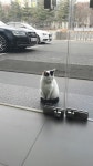 우리 우디 가족을 찾습니다.^^ | 반려동물 갤러리 | 루리웹 모바일