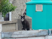 우리집 앞에 햇빛쬐러온 두 손님 | 반려동물 갤러리 | 루리웹 모바일