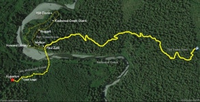 세계 최장 나무