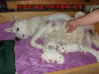 비긴즈영어교습소 | (스압) 다단개 비긴즈..... | 반려동물 갤러리 | 루리웹 모바일