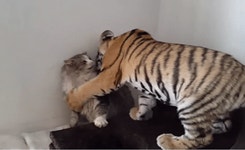 더쿠 - 아깽이한테 냥냥펀치 나림ㅠㅠㅠ.gif