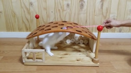 주어온 나무로 만든 냥이 놀이터 | 자작 / 없으면 만드는 갤러리 | 루리웹 모바일