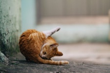 여기저기서 만난 길냥이들(스압) | 반려동물 갤러리 | 		루리웹 여기저기서 만난 길냥이들(스압) | 반려동물 갤러리 | 루리웹