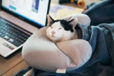 상전.... | 반려동물 갤러리 | 루리웹 모바일