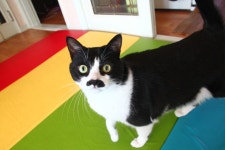 15년 5월 1일생 고양이 분양 합니다 [대구 달서구] | 반려동물 갤러리 | 루리웹 모바일