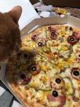 피자먹는 우리집 고양이 | 유머 게시판 | 		루리웹 피자먹는 우리집 고양이 | 유머 게시판 | 루리웹