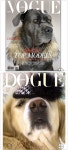 DOGUE 도그 | 유머 게시판 | 		루리웹 DOGUE 도그 | 유머 게시판 | 루리웹