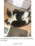 냥줍햇음 | 유머 게시판 | 		루리웹 냥줍햇음 | 유머 게시판 | 루리웹