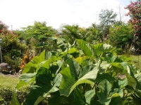 Lot size and shape. (Orlando, Port St. Lucie: how much, buying a home, landscaping) - Florida (FL) -  City-Data Forum