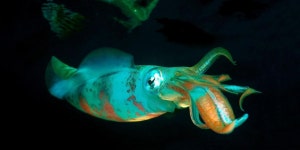 Flipboard의 ABCs Of Awesome Homeschool Learning 