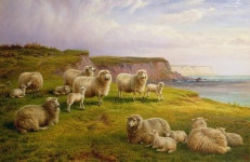 Charles Jones: Sheep on a Dorset Coast