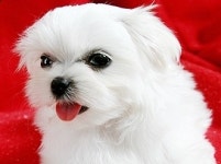 스튜디오 라라 대전 둔산점 : 메이크업,헤어-9 (웨딩,분장,사진관,경력 환영) - 알바천국, 쓸수록 천국 [알바천국] 대전 서구 / 스튜디오 라라... 