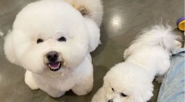 봉브라더스 애견카페 : 논현 애견카페 (주3일)홀서빙.애견케어 알바모집 - 알바천국 [알바천국] 서울 강남구 / 봉브라더스 애견카페... 