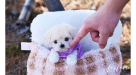 도그케슬 : 애견카페/강아지관리관리/반려견동물케어/애견샵/동물병원/도그캐슬 - 알바천국 [알바천국] 서울 강남구 / 도그케슬 / 애견카페... 