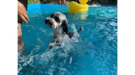 뽀야쌀롱 : 애견카페에서 알바를 구하고 있습니다 - 알바천국 [알바천국] 경기 양평군 / 뽀야쌀롱 / 애견카페에서 알바를 구하고 있습니다 / 10... 