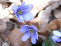 	[꽃 피는 산골] 책과 통하는 블로그, 알라딘 서재!