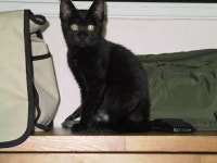 [알라딘서재]제 10화. 고양이 농장, 소문났네 (2)